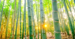Bambus Raumteiler